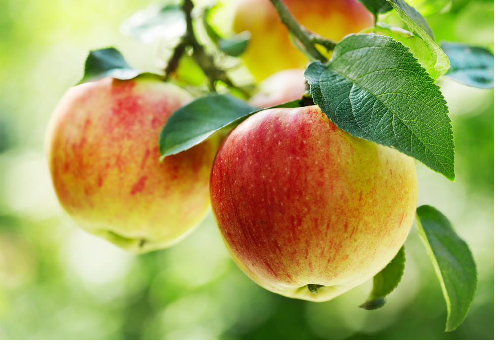 Apple orchard rows at Fisher's Fruit Farm Brockport New York