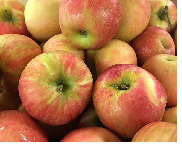 Fresh red apples on tree at Fisher's Fruit Farm Brockport NY