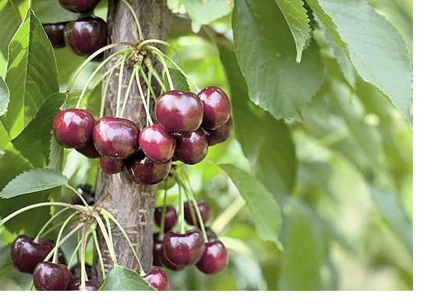 Fresh sweet cherries pick your own Brockport New York