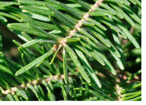 Cut your own Christmas tree farm Brockport NY