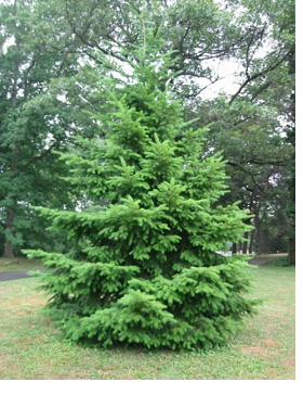 Canaan Fir Christmas tree