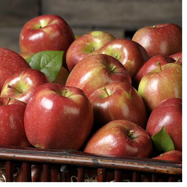Braeburn variety at Fisher's Fruit & Christmas Tree Farm Brockport NY