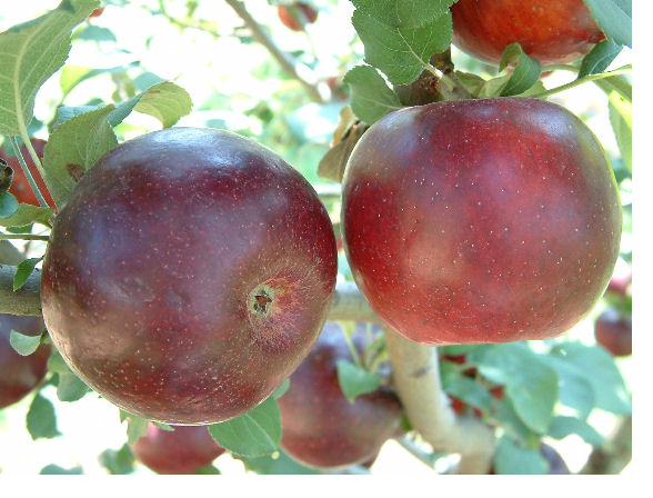 Burgundy variety at Fisher's Fruit & Christmas Tree Farm Brockport NY