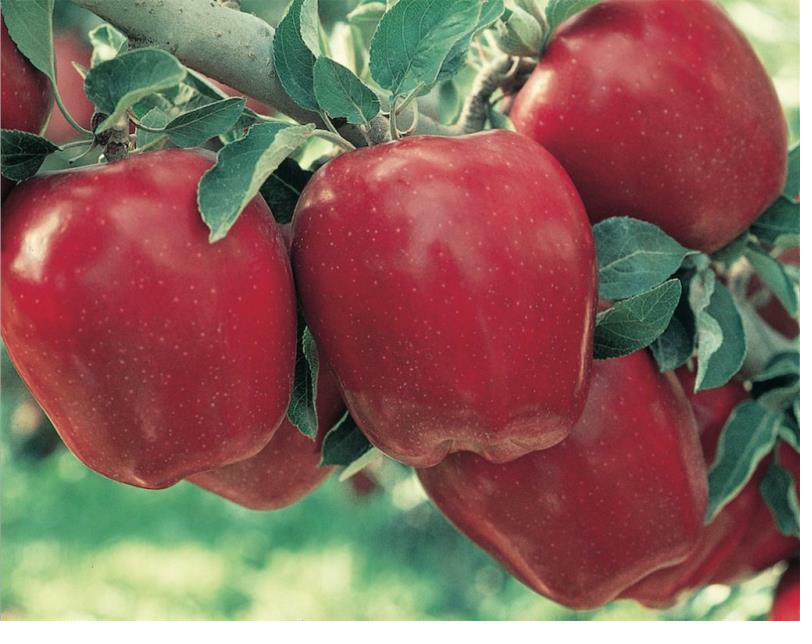 Fisher's Fruit Farm orchard