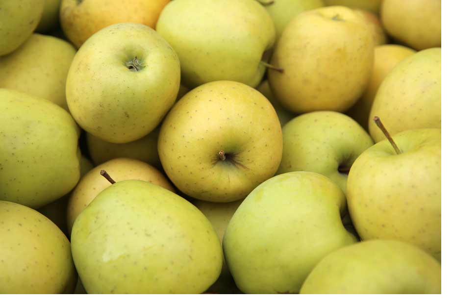 Golden Delicious variety at Fisher's Fruit & Christmas Tree Farm Brockport NY