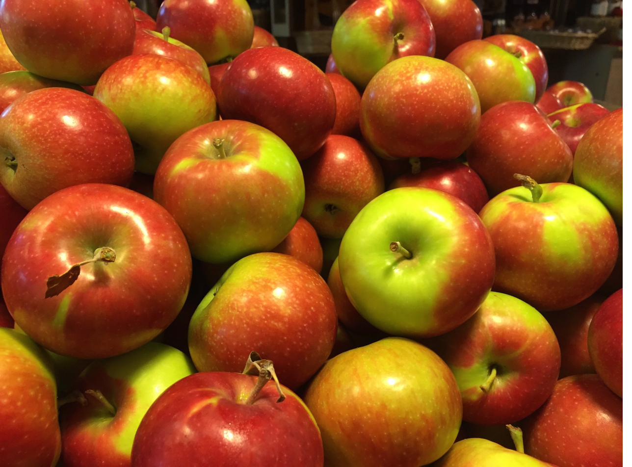 Jersey Mac variety at Fisher's Fruit & Christmas Tree Farm Brockport NY