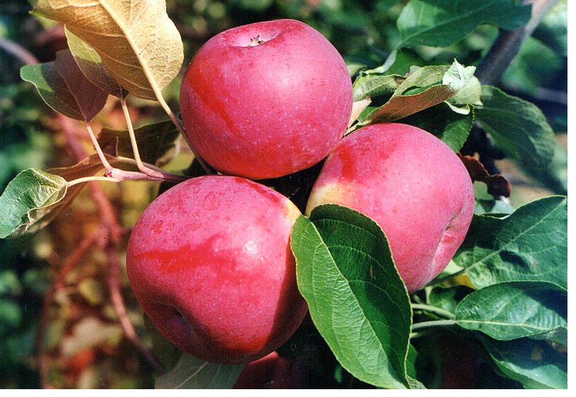 Early apple season