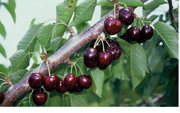 Black York variety at Fisher's Fruit & Christmas Tree Farm Brockport NY
