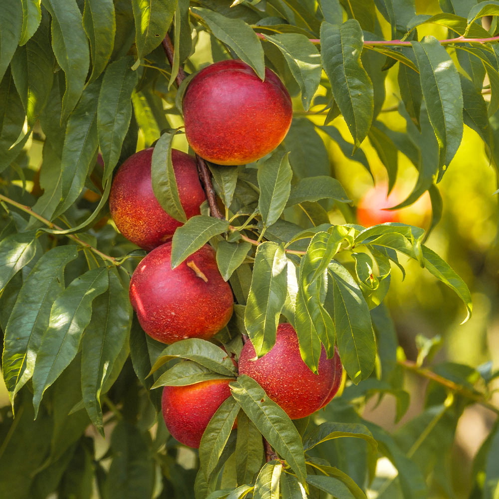 Tree-ripe nectarines at Fisher's Fruit Farm Brockport NY