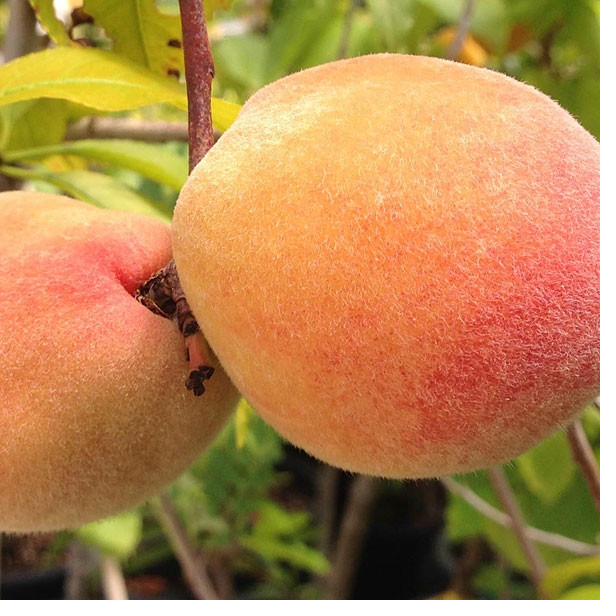 Canadian Harmony variety at Fisher's Fruit & Christmas Tree Farm Brockport NY