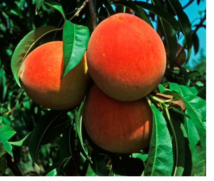 Peach picking season