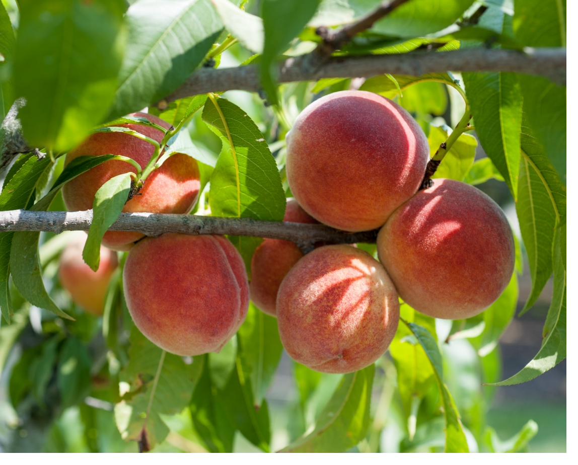 Early Red Haven variety at Fisher's Fruit & Christmas Tree Farm Brockport NY
