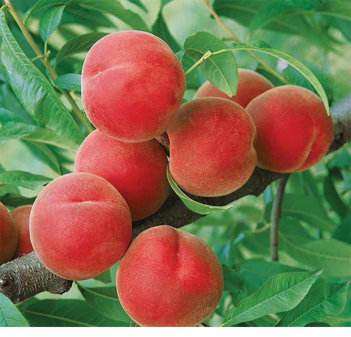 Jung Seed variety at Fisher's Fruit & Christmas Tree Farm Brockport NY