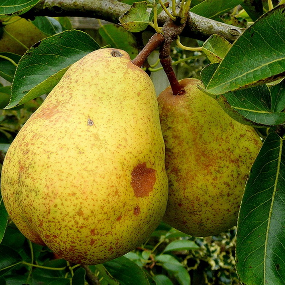 Ripe Bartlett pears on the tree at Fisher's Farm Brockport NY