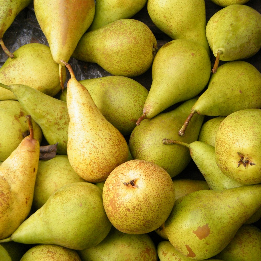 Pile of ripe pears at Fisher's Fruit Farm Brockport NY
