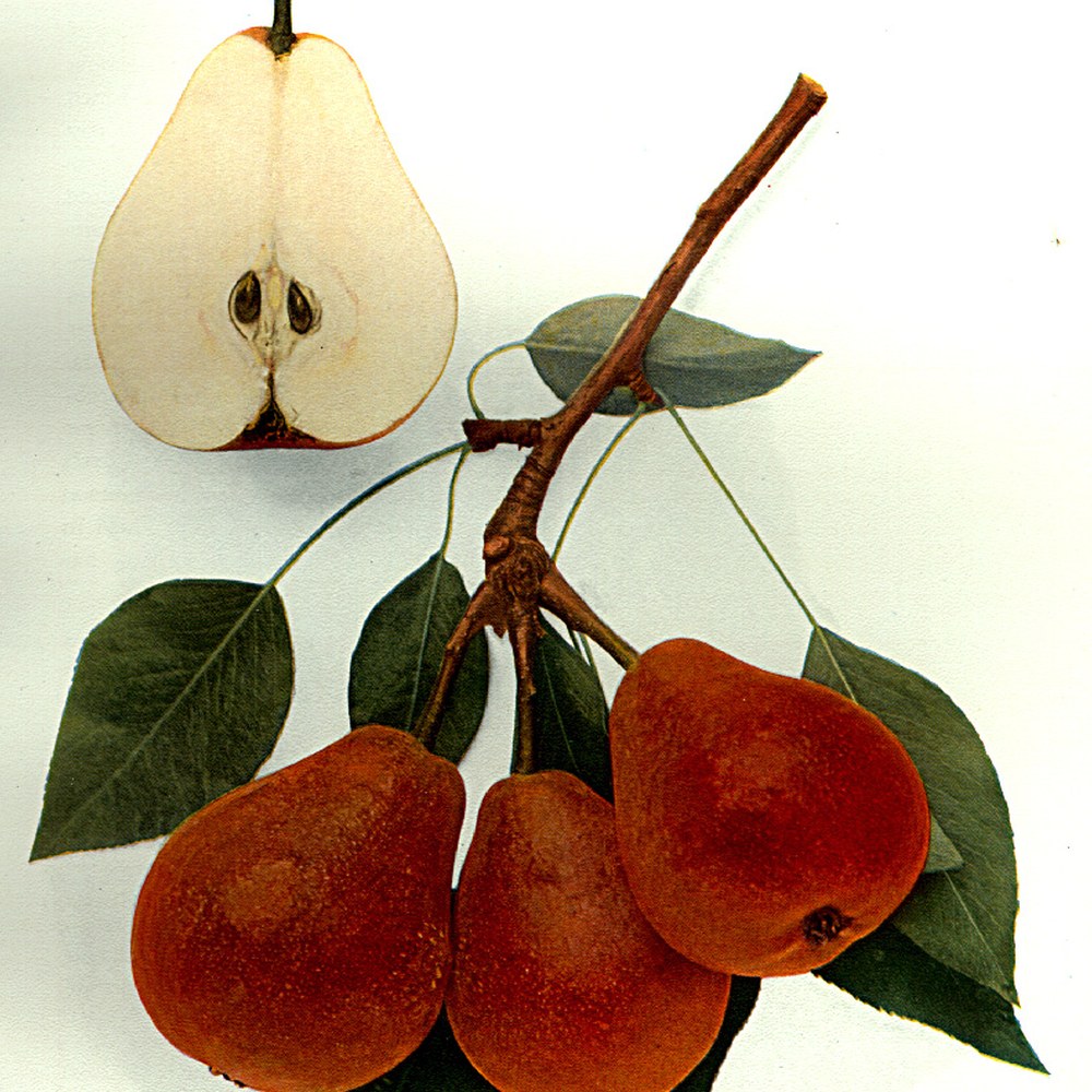 Red Seckel variety at Fisher's Fruit & Christmas Tree Farm Brockport NY