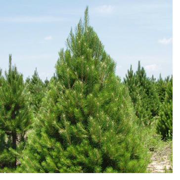 Austrian Pine Christmas tree at Fisher's Farm Brockport NY