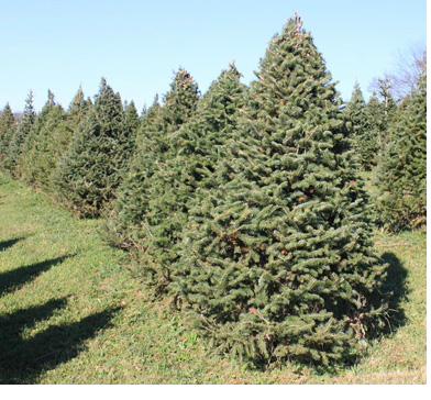 Canaan Fir Christmas tree at Fisher's Farm Brockport NY