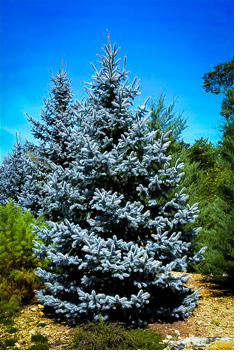 Colorado Blue Spruce Christmas tree at Fisher's Farm Brockport NY