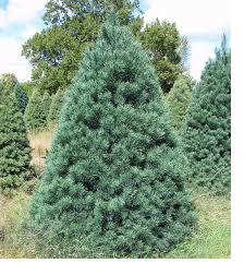 Christmas tree cutting season