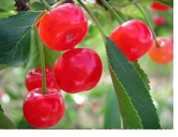 Fresh sweet cherries U-pick Brockport New York