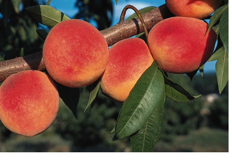 Tree ripe peaches organic fruit farm near Rochester NY