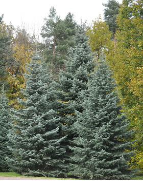 White Fir Concolor Christmas tree